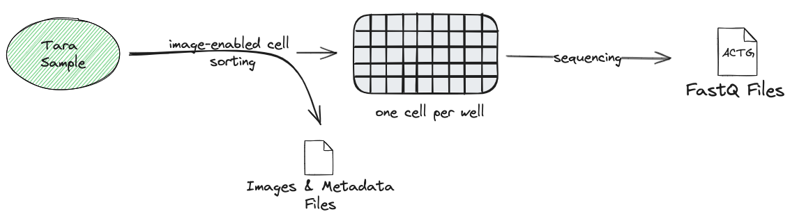 Overview of the Tara sample processing